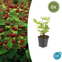 Hypericum Inodorum 'Beauty' - 20cm