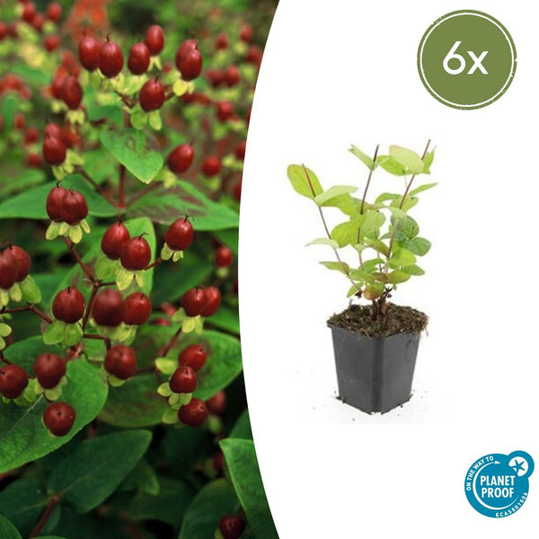 Hypericum Inodorum 'Beauty' - 20cm kopen bij Green Bubble