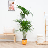 Product afbeelding 2