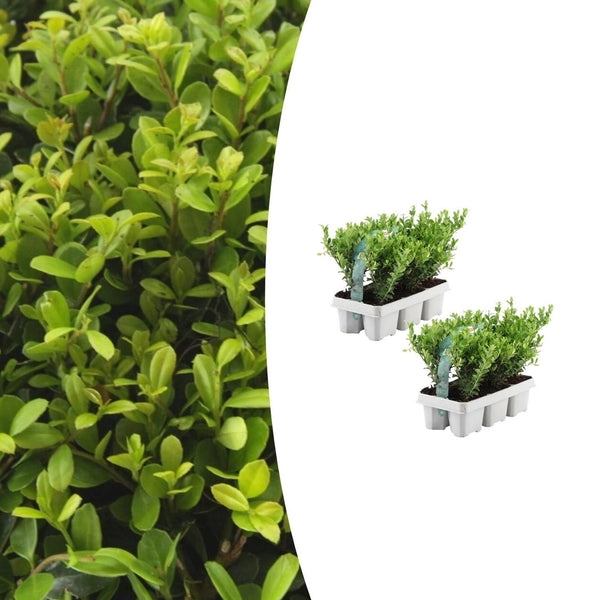 Kombi-Angebot - Packung Ilex Crenata 'Jenny' - 15cm