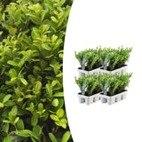 Product afbeelding 7