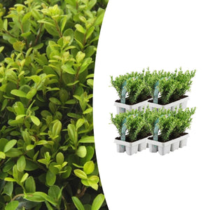 Combideal - pack Ilex Crenata 'Jenny' - 15cm