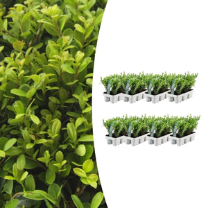 Combideal - pack Ilex Crenata 'Jenny' - 15cm