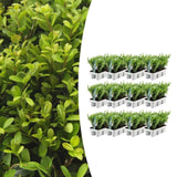 Product afbeelding 9