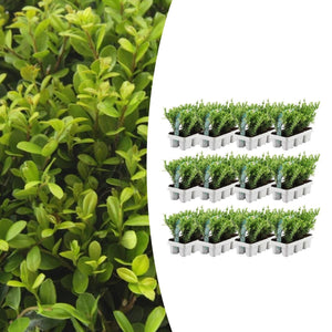 Combideal - pack Ilex Crenata 'Jenny' - 15cm