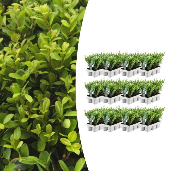 Combideal - pack Ilex Crenata 'Jenny' - 15cm