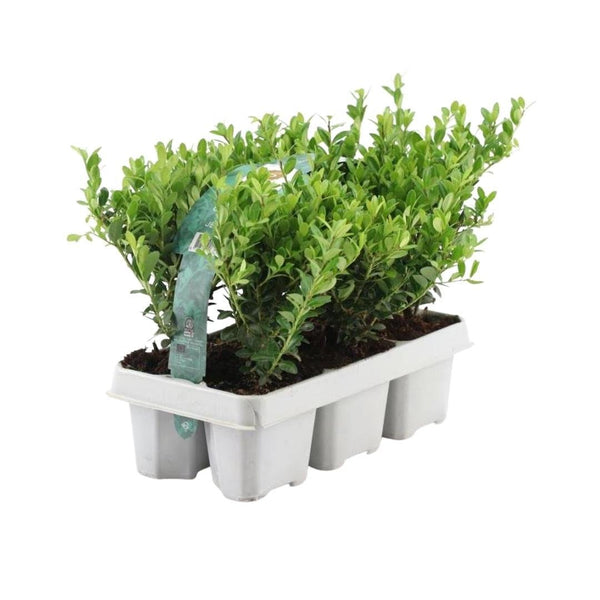 Kombi-Angebot - Packung Ilex Crenata 'Jenny' - 15cm