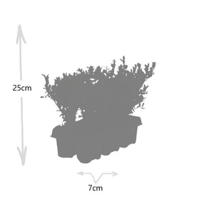 Combideal - pack Ilex Crenata 'Jenny' - 15cm