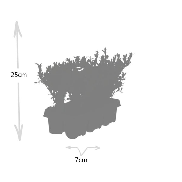 Combideal - pack Ilex Crenata 'Jenny' - 15cm