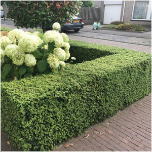 Combideal - pack Ilex Crenata 'Jenny' - 15cm