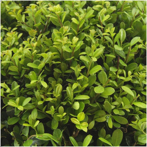 Combideal - pack Ilex Crenata 'Jenny' - 15cm