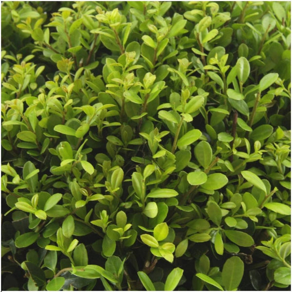 Combideal - pack Ilex Crenata 'Jenny' - 15cm