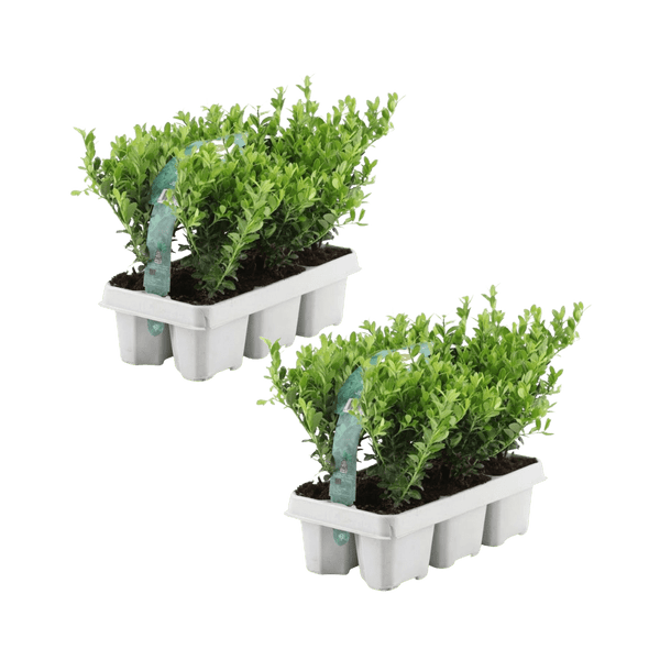 Combideal - pack Ilex Crenata 'Jenny' - 15cm
