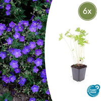 Geranio 'Johnson's Blue' - 20cm
