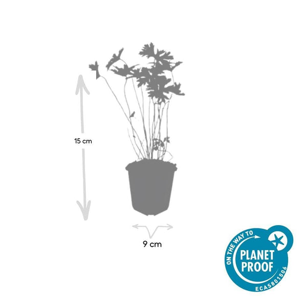 Geranium 'Johnson's Blue' - 20cm kopen bij Green Bubble