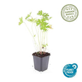 Product afbeelding 5