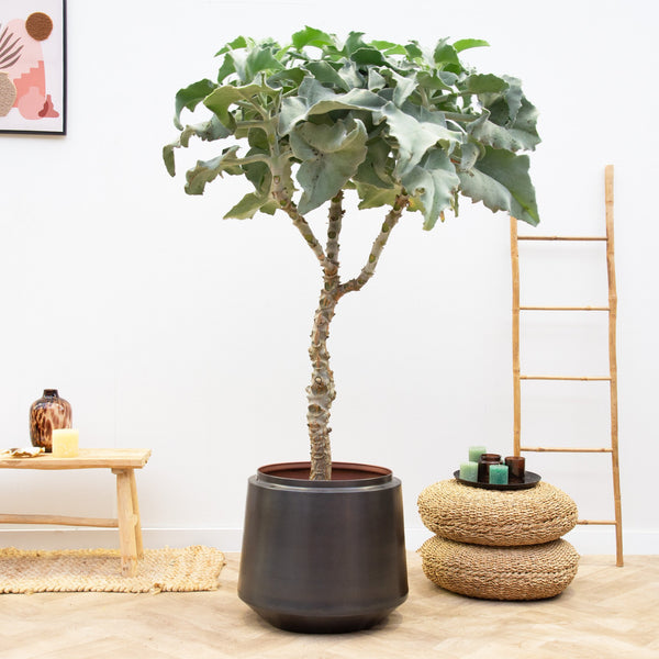 Kalanchoe Beharensis stam - 150 cm kopen bij Green Bubble