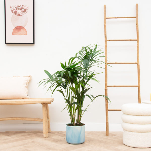 Combi deal - Kentia palm inclusief Elho Ocean Round - 130 cm