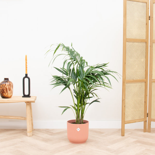 Combi deal - Kentia palm inclusief Elho Vibes Fold Round - 130 cm