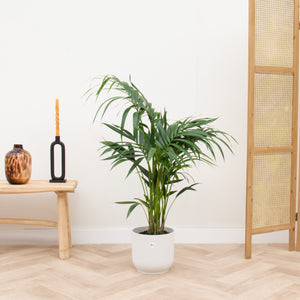 Combi deal - Kentia palm inclusief Elho Vibes Fold Round - 130 cm