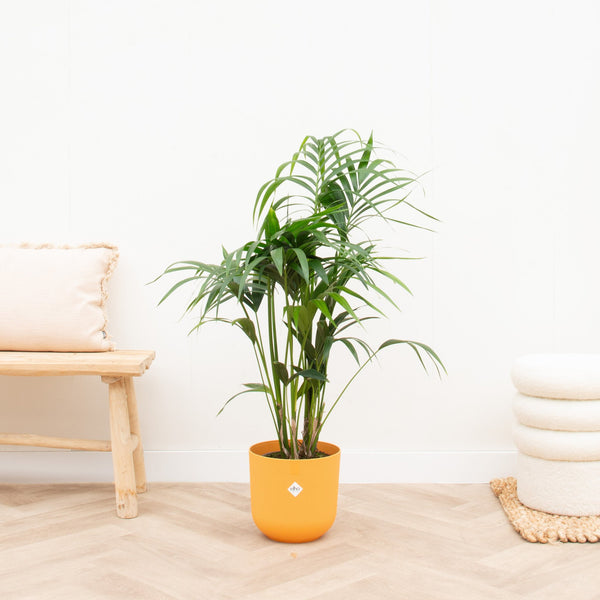 Combi deal - Kentia palm inclusief elho Jazz Round - 130 cm