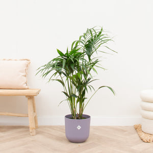 Combi deal - Kentia palm inclusief elho Jazz Round - 130 cm