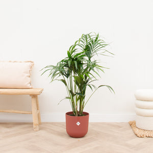 Combi deal - Kentia palm inclusief elho Jazz Round - 130 cm