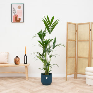 Combi deal - Kentia palm inclusief elho Vibes Fold Round - 160 cm