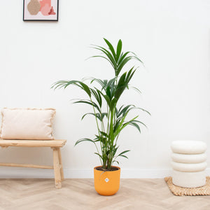 Combi deal - Kentia palm inclusief elho Jazz Round - 160cm