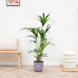 Product afbeelding 7