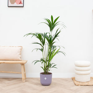 Combi deal - Kentia palm inclusief elho Jazz Round - 160cm