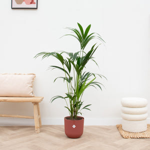 Combi deal - Kentia palm inclusief elho Jazz Round - 160cm