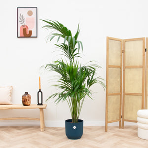 Combi deal - Kentia palm inclusief elho Vibes Fold Round - 180 cm