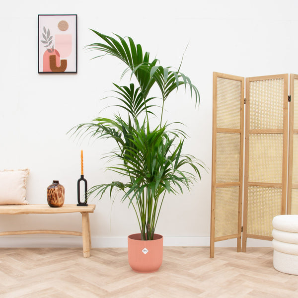 Combi deal - Kentia palm inclusief elho Vibes Fold Round - 180 cm kopen bij Green Bubble