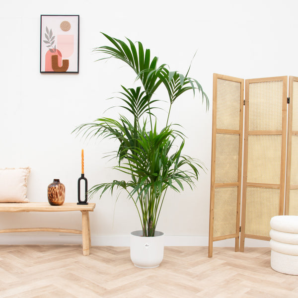 Combi deal - Kentia palm inclusief elho Vibes Fold Round - 180 cm kopen bij Green Bubble