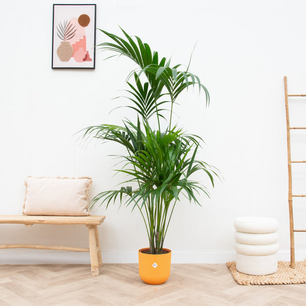 Combi deal - Kentia palm inclusief elho Jazz Round - 180 cm kopen bij Green Bubble