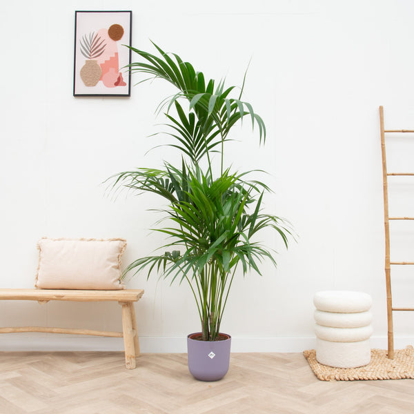 Combi deal - Kentia palm inclusief elho Jazz Round - 180 cm kopen bij Green Bubble