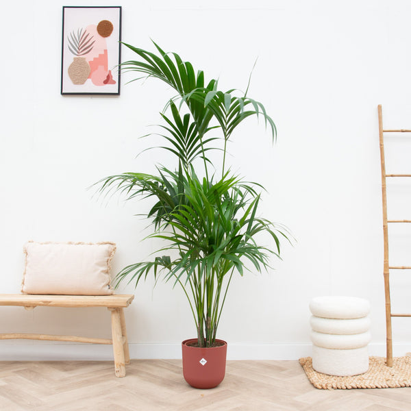 Combi deal - Kentia palm inclusief elho Jazz Round - 180 cm