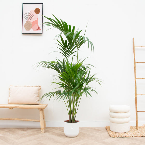 Combi deal - Kentia palm inclusief elho Jazz Round - 180 cm