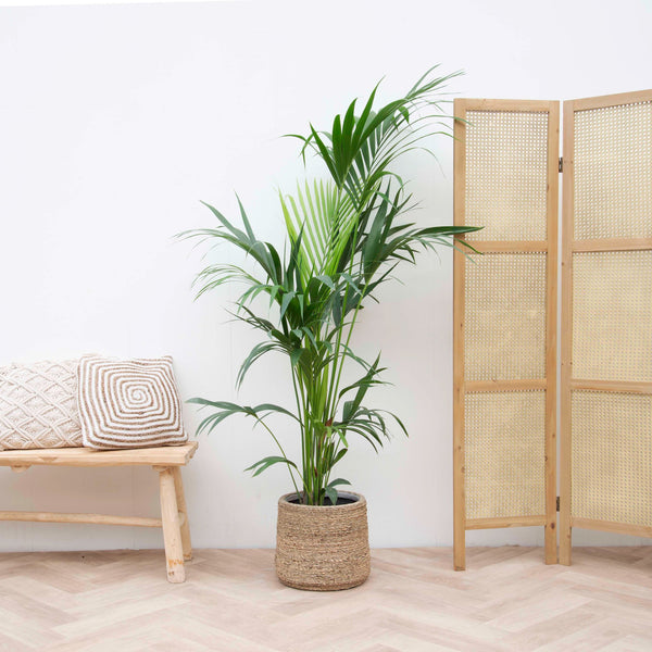 11 planten voor slaapkamer die je helpen heerlijk te slapen 17 Kentiapalmen collectie van Green Bubble