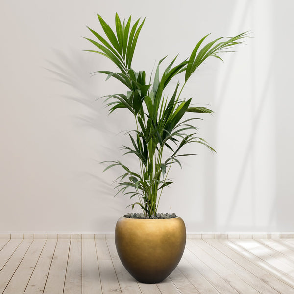 Combideal - Kentia Palm y compris auto-arrosage pot Nora Matt Copper S - 200cm