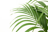 Product afbeelding 4