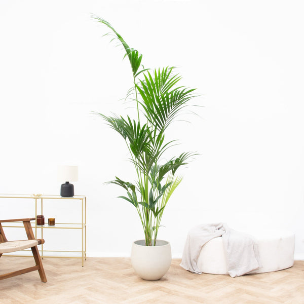 Kentia palm - 180 cm kopen bij Green Bubble