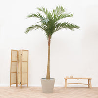Kunstig plante Phoenix Roebelenii - 300 cm