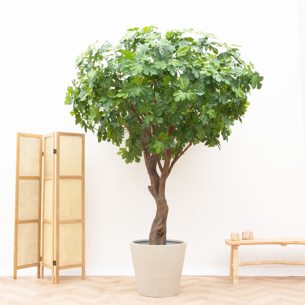 Kunstplant Vijgenboom - 250cm kopen bij Green Bubble