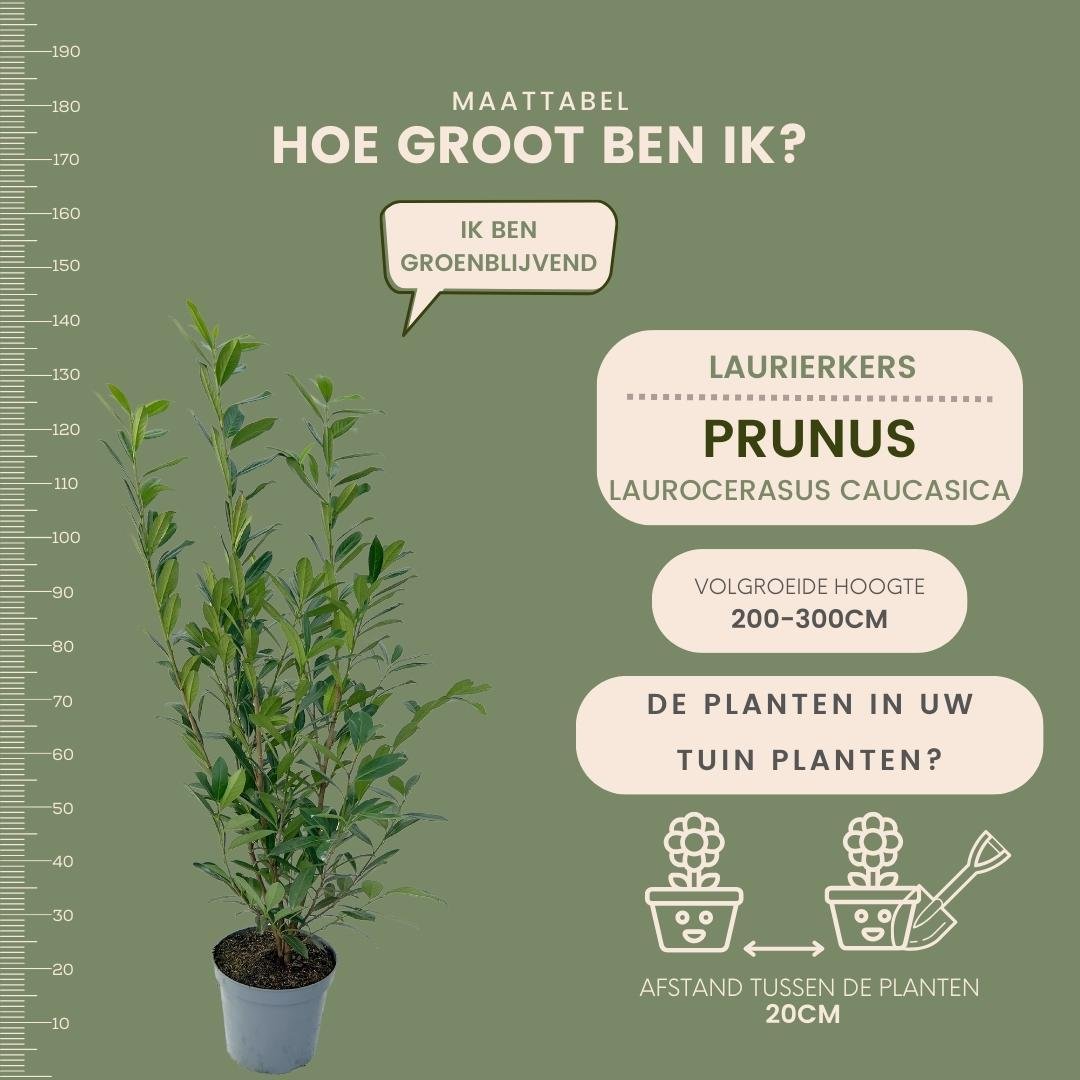 kirschlorbeer max höhe Laurierkers Caucasica voor 10m strekkende haag 130cm