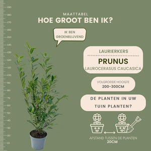 Grote Laurierkers Caucasica voor 10 meter strekkende haag - 130cm