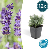 Product afbeelding 8