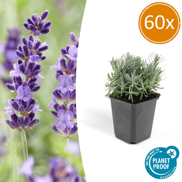 Lavandula 'Hidcote' - 20cm kopen bij Green Bubble
