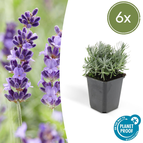 Lavandula 'Hidcote' - 20cm kopen bij Green Bubble